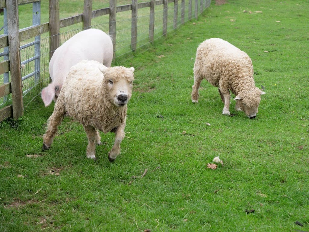 Cotswold Farm Park