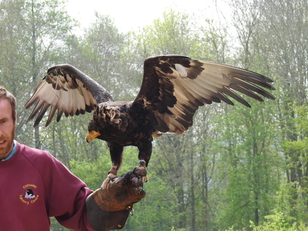 Cotswold Falconry Centre